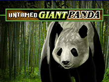 Untamed Giant Panda від Мікрогеймінг - тематичний онлайн-слот